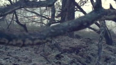 Orman yangını. Bir ormanda yangın.