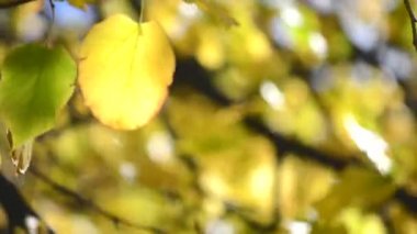 Altın üzerinde gökyüzü yaprak