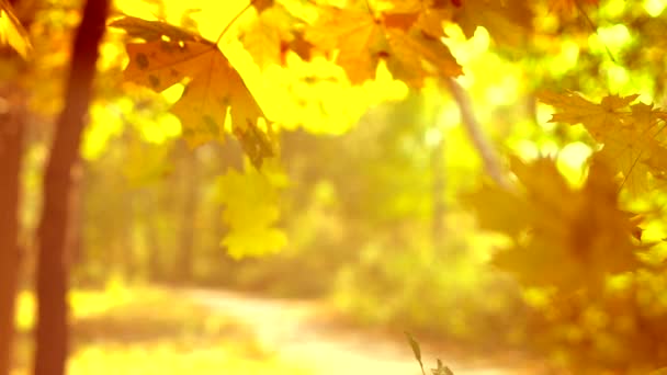 Falling autumn leaves — Stock Video