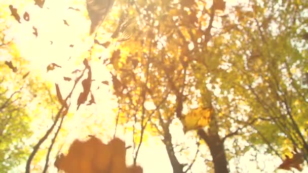 Восени сухе листя падає на землю — стокове відео