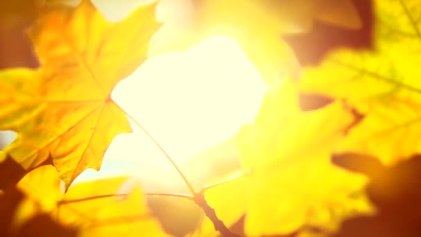 Yellow blurred autumnal background — Stock Video