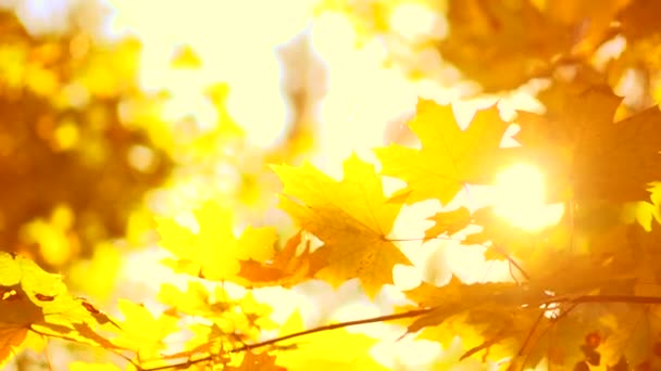 Żółty jesienny tło zamazane pole — Wideo stockowe