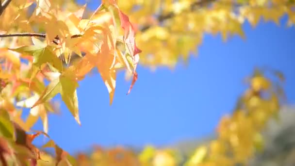 Осіннє золоте листя над небом — стокове відео