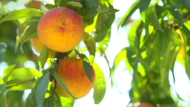 Ripe organic peaches — Stock Video