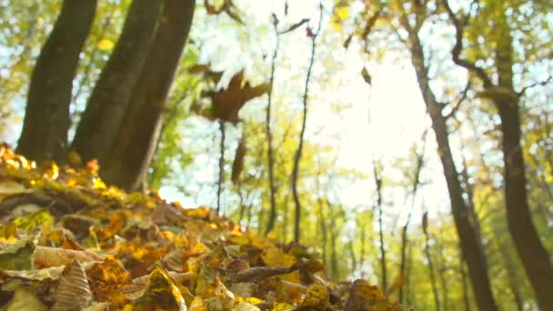 Herbsttrockenes Laub fällt auf den Boden — Stockvideo