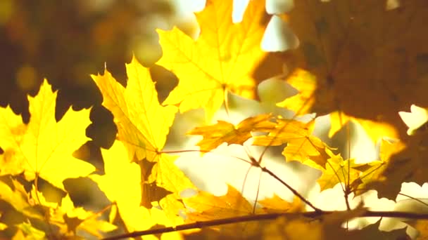 Fondo otoñal borroso amarillo — Vídeos de Stock