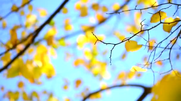 Autunno foglie d'oro sopra il cielo — Video Stock