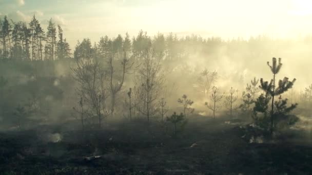 Katastrofální následky lesních požárů. — Stock video