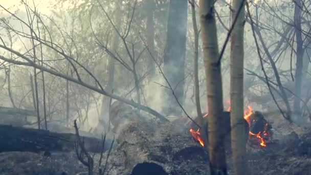 Conséquences désastreuses des incendies de forêt . — Video