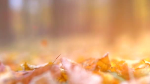 Feuilles sèches d'automne tombant sur le sol — Video