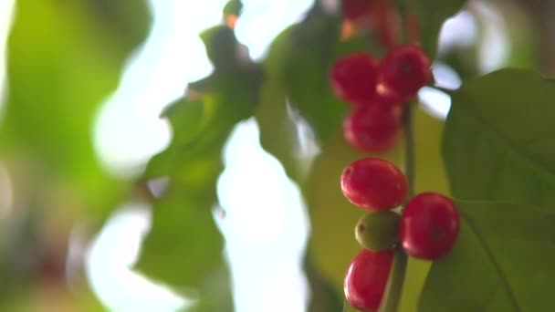 Rote Kaffeebohnen hängen am Ast — Stockvideo