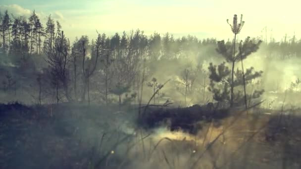 Катастрофические последствия лесных пожаров . — стоковое видео