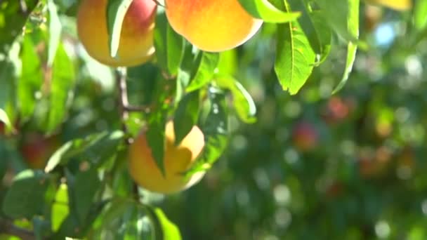 Спелые органические персики — стоковое видео