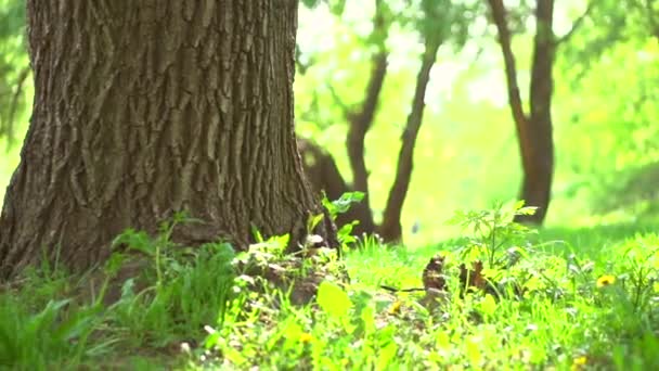 Famille avec bébé assis sous l'arbre — Video