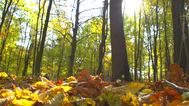 干燥的秋天的树叶落在地面上 — 图库视频影像