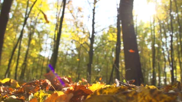 Herbsttrockenes Laub fällt auf den Boden — Stockvideo