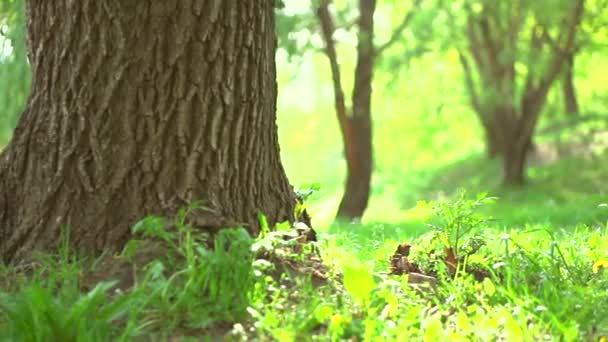 Šťastná rodina s baby venku. — Stock video