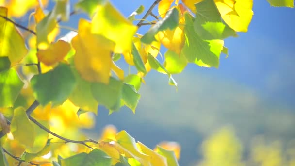 Autumn golden odchodzi — Wideo stockowe