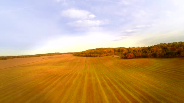 Aerial shot of autumn field — Stock Video