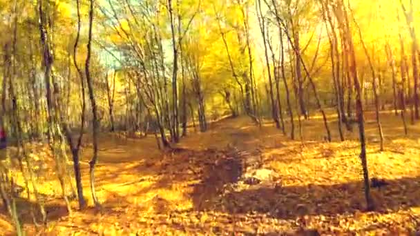 Bosque de otoño con hojas amarillas — Vídeos de Stock