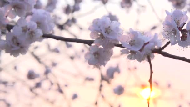 Весенний цветок над закатом неба . — стоковое видео