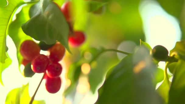 Rote Bohnen hängen an einem Zweig — Stockvideo