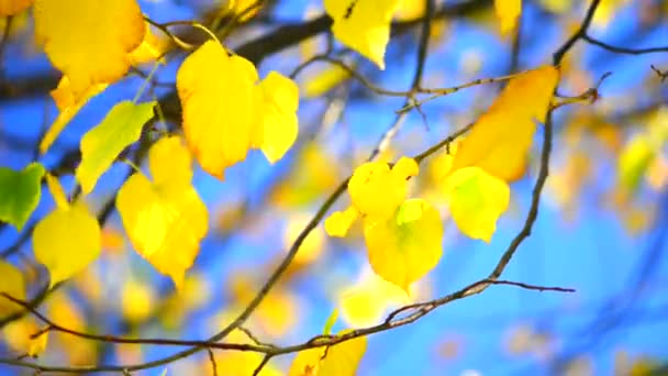 feuilles dorées d'automne 