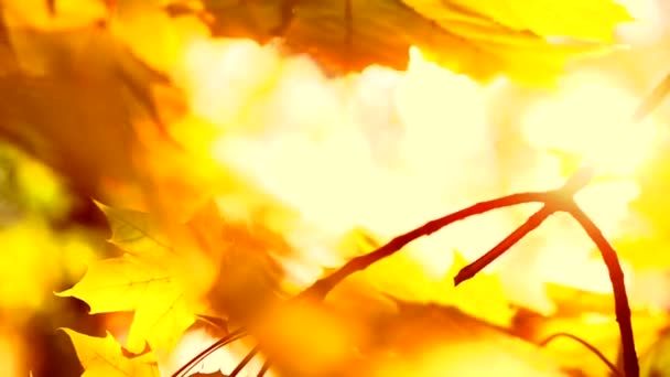 黄色ぼかし秋紅葉背景 — ストック動画