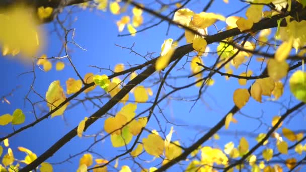 feuilles dorées d'automne 