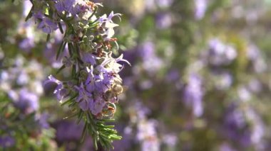 Arı polen güzel çiçek toplama.