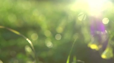 Güzel doğa arkaplanı.