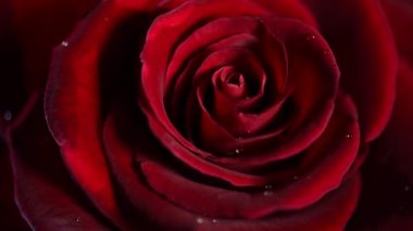 Kırmızı gül çiçeği yakın plan