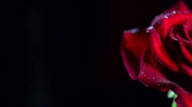 Kırmızı gül çiçeği yaklaş.