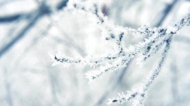 Kış sahne. Hoarfrost dalları üzerinde