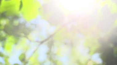 Güneş parlama ile bulanık doğa arka plan