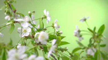 Bahar kiraz çiçeği.