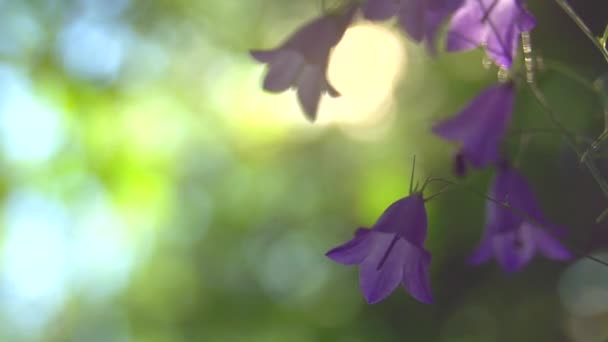 Lilla vilda bell blommor över bakgrund — Stockvideo