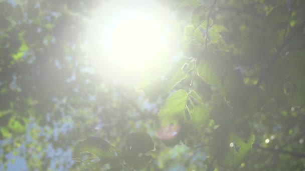 Soleil brille à travers les feuilles vertes — Video