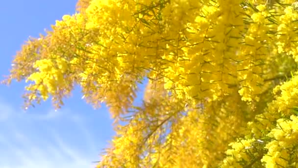 Mimosa boom over blauwe hemel. — Stockvideo