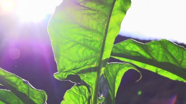 Plantes de tabac luxuriantes poussant à la ferme — Video