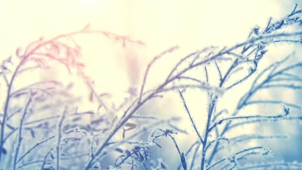 Scène hivernale. Gelée sur les branches 