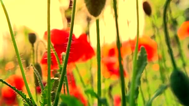 Campo Poppy. Papoilas em flor — Vídeo de Stock