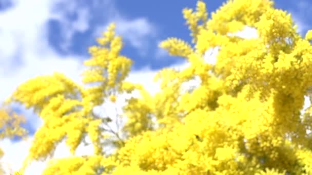 Mimoza. Bahar çiçekleri arka plan — Stok video