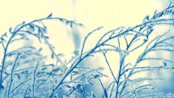 冬季自然背景. — 图库视频影像