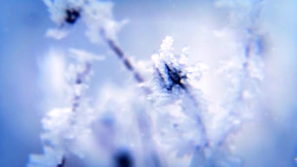 Scène hivernale. Gelée sur les branches 