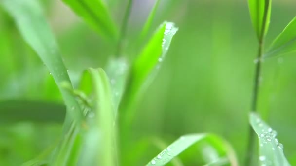 Herbe avec gouttes de rosée — Video