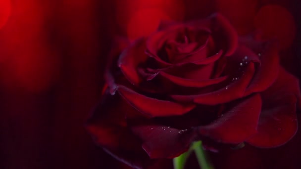 Rote Rose aus nächster Nähe — Stockvideo