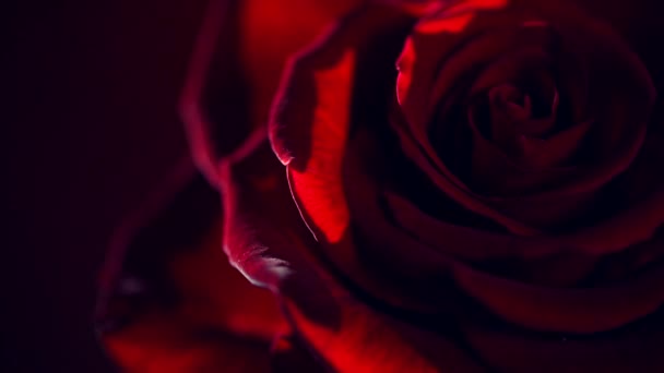 Κόκκινο τριαντάφυλλο λουλούδι κοντά — Αρχείο Βίντεο