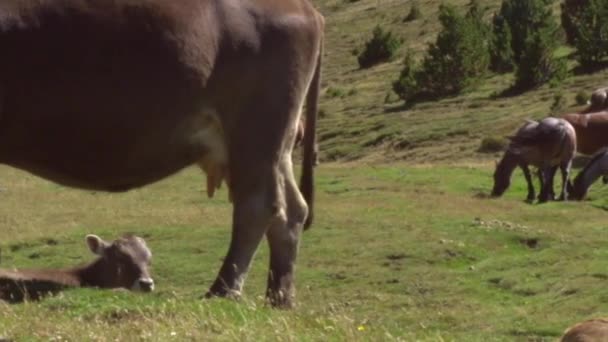 Коровы и телята на пастбищах . — стоковое видео