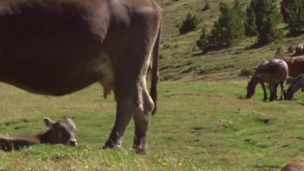 Vacas e vitelos em pastagens . — Vídeo de Stock